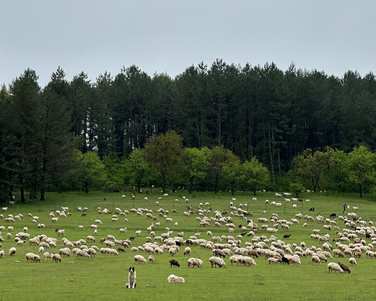 dogs watching over sheeps near a forest